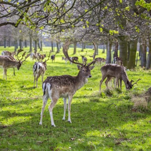 Phoenix Park dublin