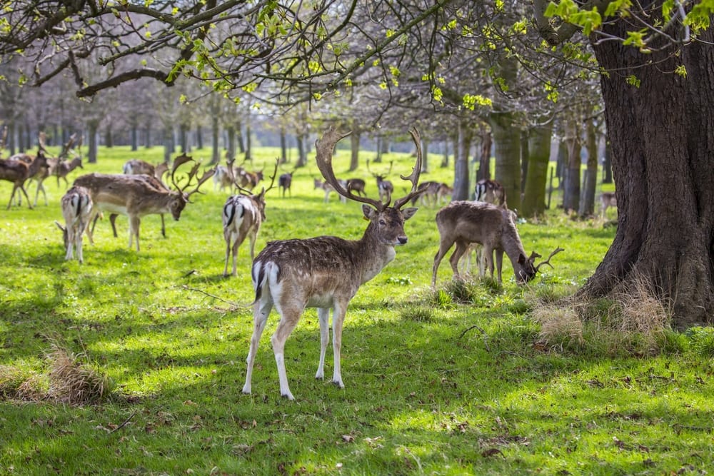 Phoenix Park dublin